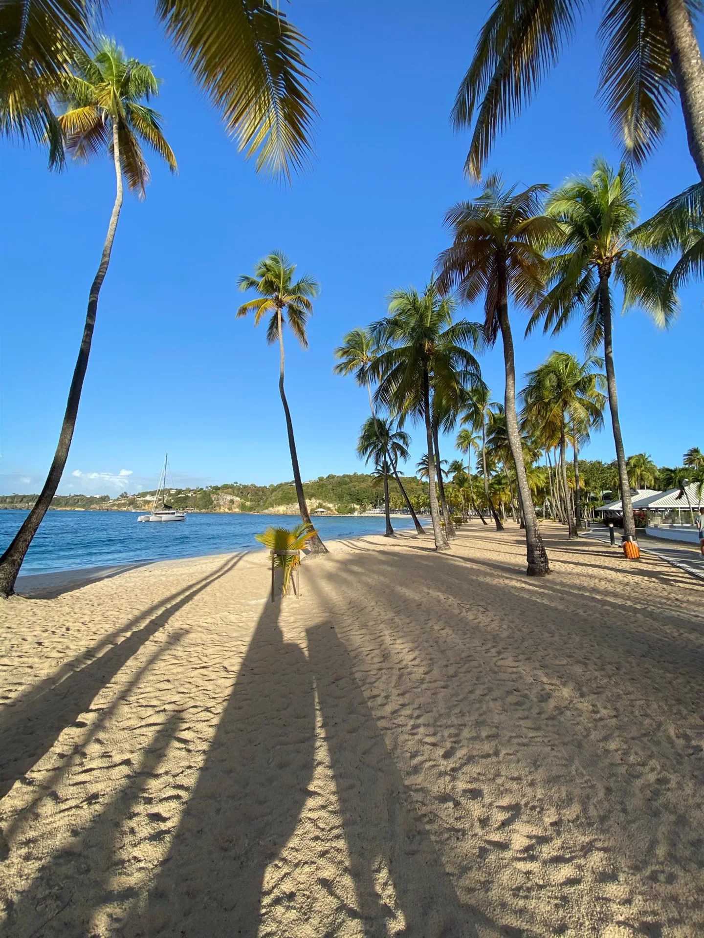L'allée de cocotiers sur le sable clair de la plage de la Caravelle, à Sainte-Anne, un voilier au mouillage au large