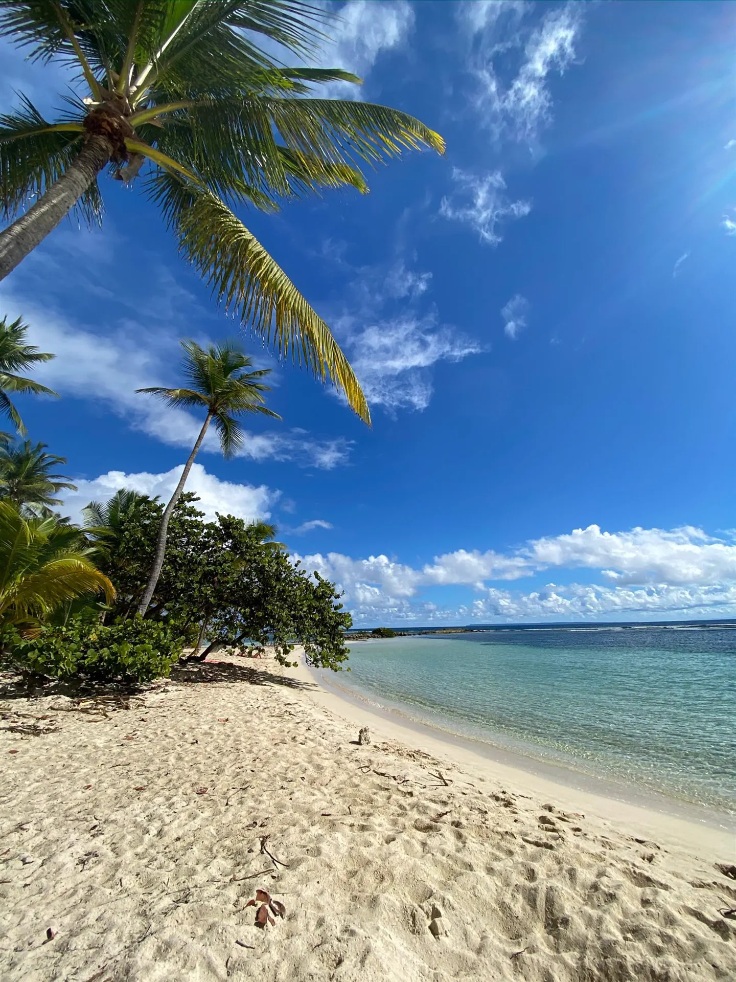 La plage de la Caravelle à Sainte-Anne : sable clair bordé de cocotiers et lagon turquoise sous un ciel bleu