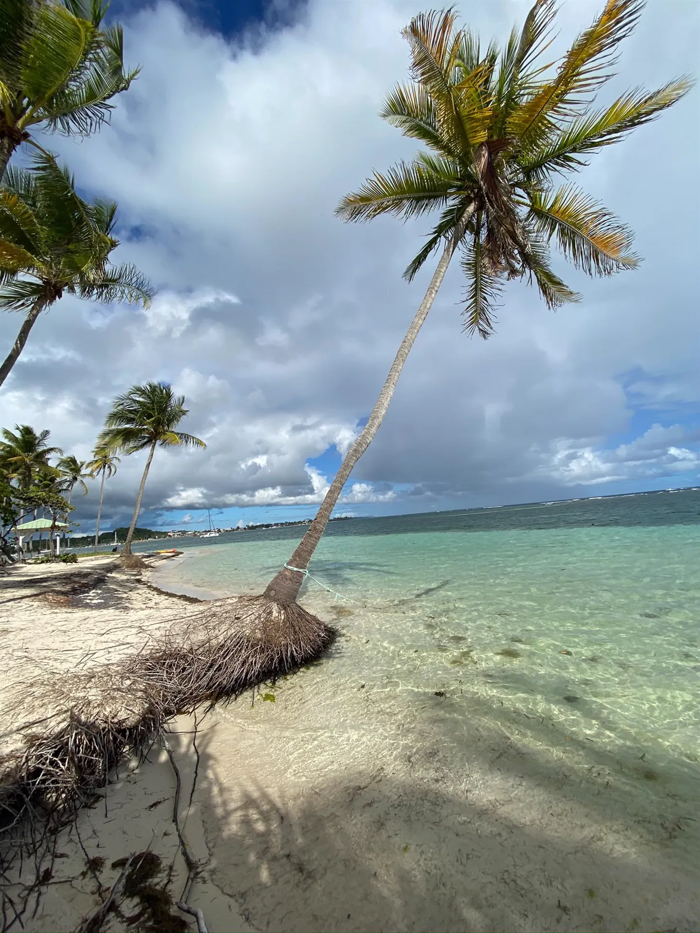 Un cocotier penché au-dessus de l'eau translucide de la plage de la Caravelle, la barrière de corail au loin